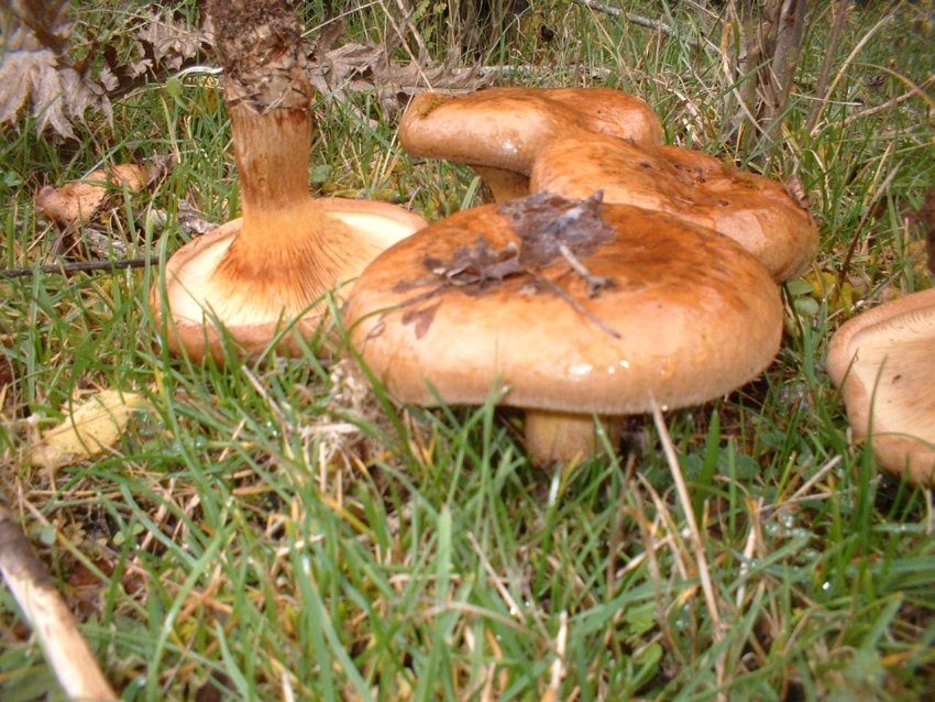 paxillus involutus